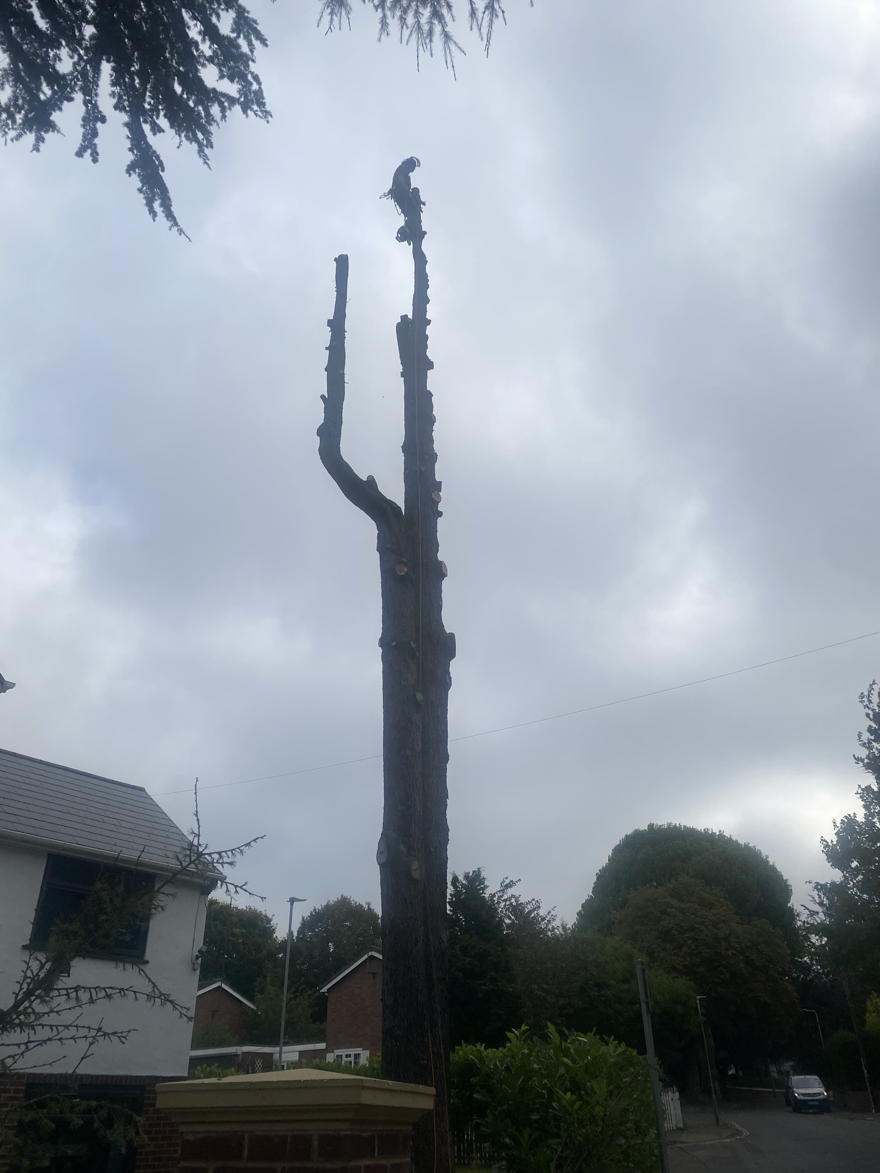 Finished tree work — after