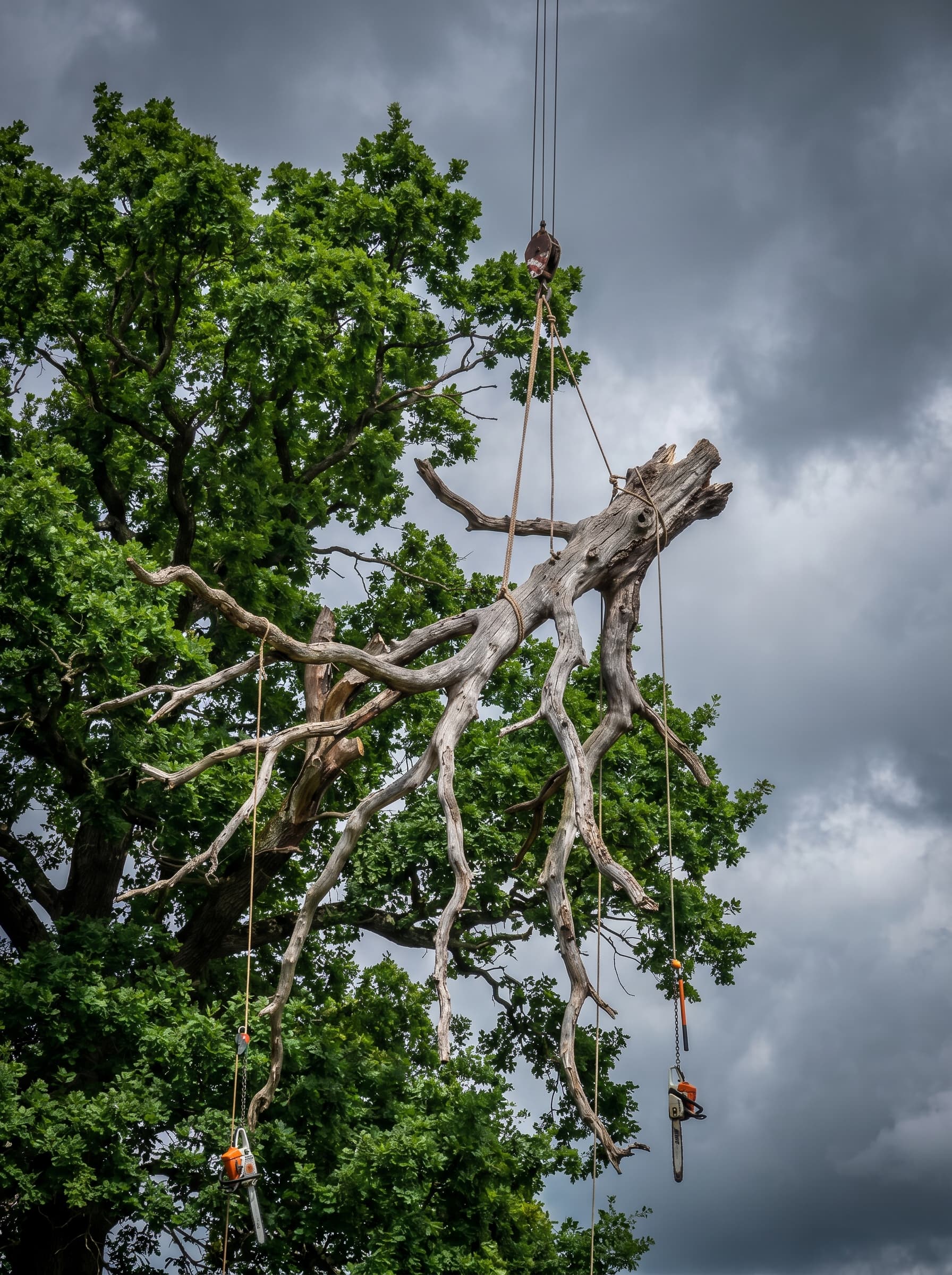 Deadwooding